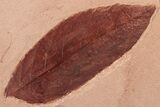 3.9" Red Fossil Leaf (Fraxinus) - Montana - #189015-1